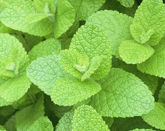 Apple Mint Herb Seeds for Planting – Strong, Fragrant Flavor, Heirloom & Non-GMO Seeds for Planting