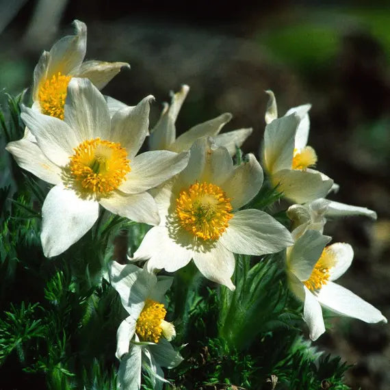 White Pasque Flower Seeds – Heirloom Non-GMO Perennial Seeds for Vibrant Garden Displays