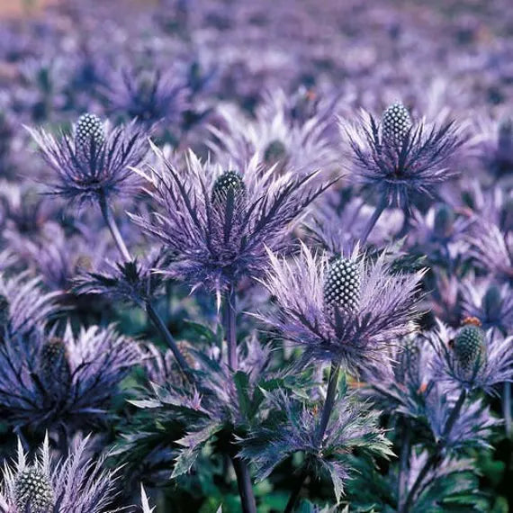 Alpine Blue Sea Holly Flower Seeds for Planting – Heirloom Non-GMO Organic Garden Seeds with High Germination