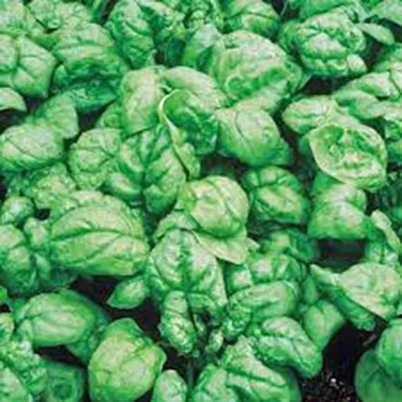 Bloomsdale Long Standing Spinach Seeds for Planting – Heirloom, Non-GMO, High Germination Organic Vegetable Seeds