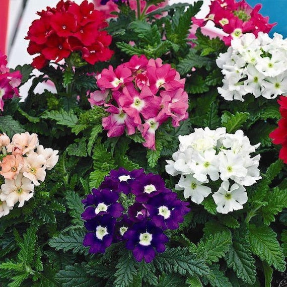 Peach Verbena Didyma Flower Seeds for Planting – Heirloom, Non-GMO, High Germination Organic Garden Seeds