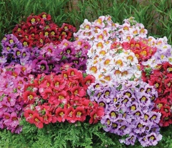 Micrantha Flower Seeds for Planting | Heirloom, Non-GMO, High Germination Organic Garden Seeds