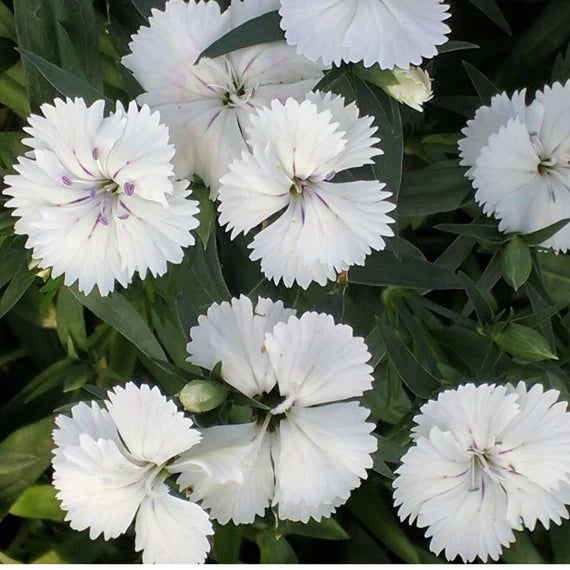 White Dianthus Flower Seeds for Planting – Fragrant, Fast-Growing Blooms