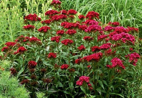 Burgundy Dianthus Flower Seeds for Planting – Hardy, Fragrant Blooms