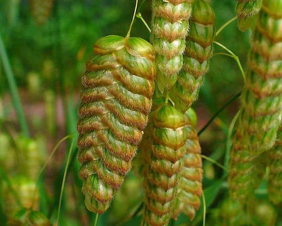 Briza Maxima Quaking Grass Flower Seeds for Planting – Ornamental, Non-GMO, Heirloom Dried Flower Grass Seeds