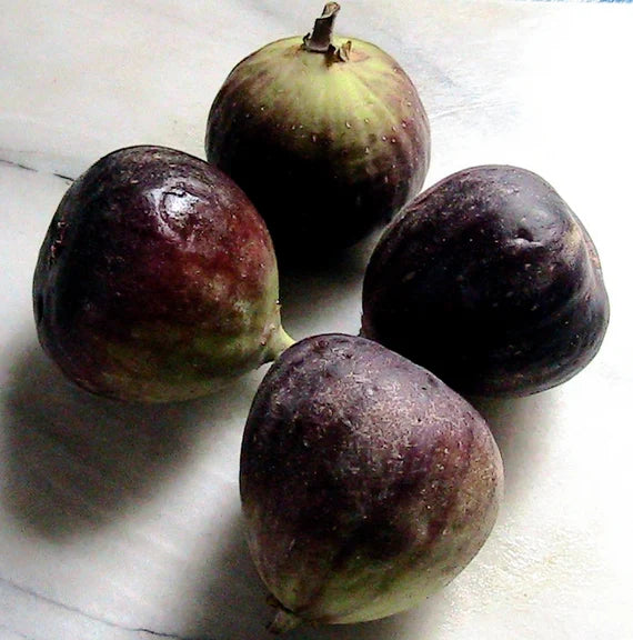 Brown Turkey Fig Tree Seeds for Planting – Hardy, Sweet, Heirloom, High Germination, Non-GMO Organic Garden Seeds