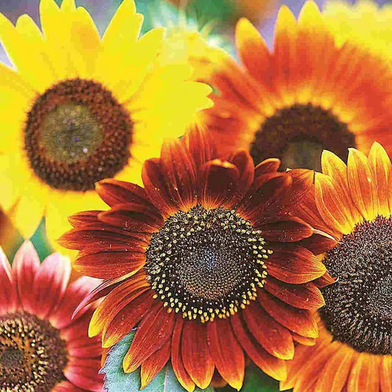 Autumn Beauty Mix Sunflower Seeds – Heirloom, Non-GMO, High Germination Organic Garden Seeds for Planting