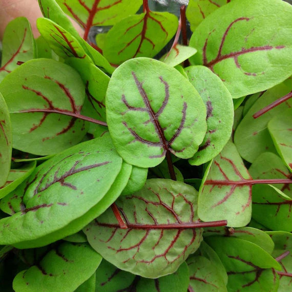 Red-Veined Sorrel Seeds (Rumex Sanguineus) – Heirloom, Non-GMO, High Germination Organic Garden Seeds for Planting & Culinary Use