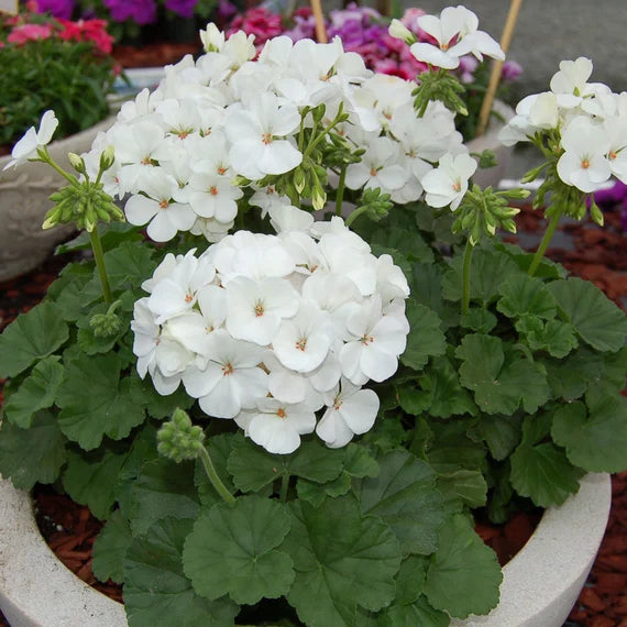 White Geranium Flower Seeds for Planting – Heirloom, Non-GMO, High Germination Organic Garden & Container Seeds