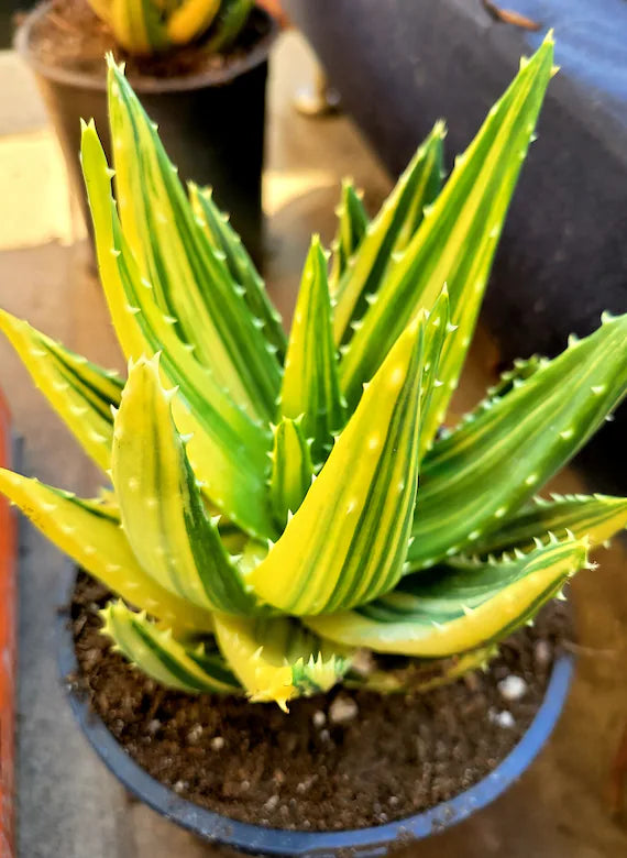 Yellow Green Aloe Plant Seeds – Heirloom Non-GMO High Germination Succulent Organic Garden Seeds for Planting