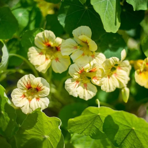 Yellow Peach Nasturtium Flower Seeds for Planting – Heirloom Non-GMO, High Germination Home Garden Seeds