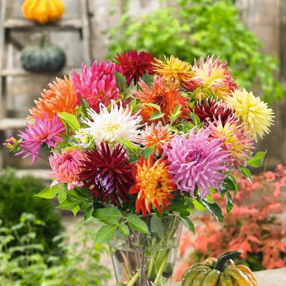 Cactus Dahlias Mixed Flower Seeds for Planting -heirloom and  Non-GMO garden seeds