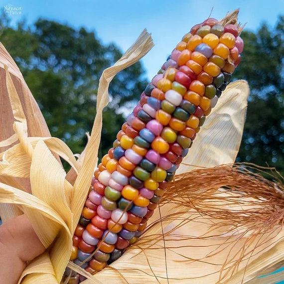 Glass Gem Rainbow Corn Seeds for Planting – Heirloom, Non-GMO, Colorful Organic Popcorn Garden Seeds