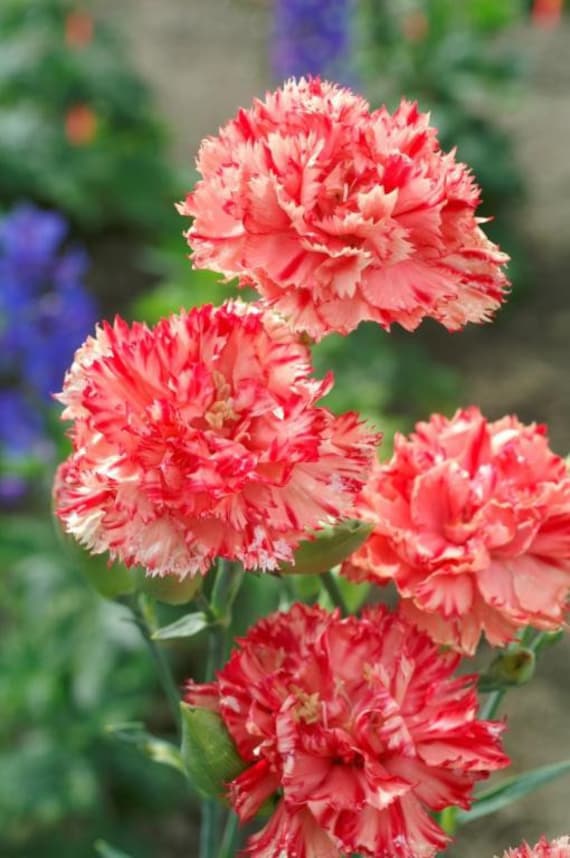 Yellow Red Carnation Flower Seeds for Planting – Heirloom, Non-GMO, High Germination Bright Bi-Color Garden Blooms