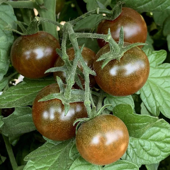 Heirloom Chocolate Sprinkles Hybrid Grape Tomato Seeds – Sweet, Non-GMO, High Germination Organic Seeds