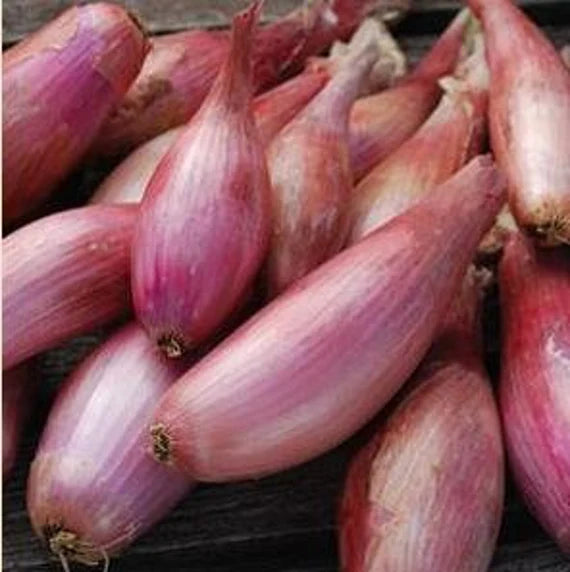 Onion Shallots (Scallions) Vegetable Seeds for Planting – Heirloom, Non-GMO, Organic Garden Seeds