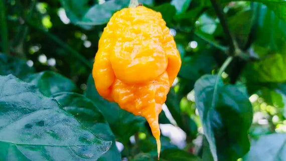 Yellow Reaper Seeds for Planting – Heirloom, Non-GMO, Organic Garden Seeds, High Germination Hot Pepper