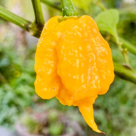 Yellow Reaper Seeds for Planting – Heirloom, Non-GMO, Organic Garden Seeds, High Germination Hot Pepper