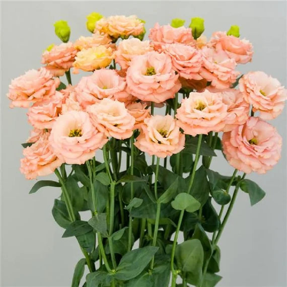 Light Orange Eustoma Flower Seeds for Planting – Heirloom, Non-GMO, Organic Garden Seeds with High Germination