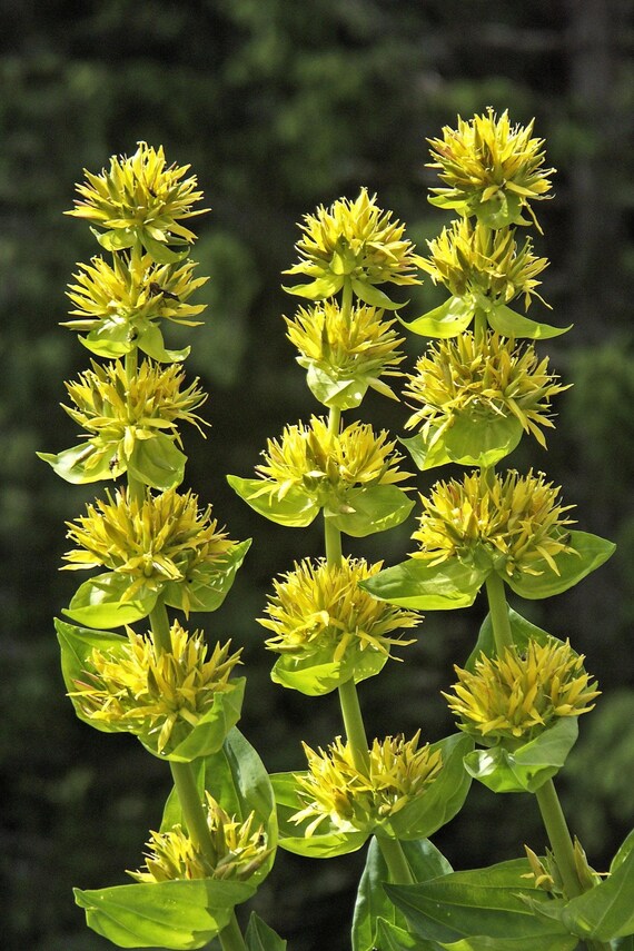 Yellow Gentian Flower Seeds for Planting – Non-GMO Heirloom Organic Garden Seeds, High Germination
