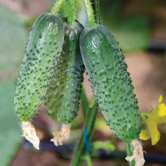 Cucumber Seeds Arctic F1 (Parthenocarpic) – Heirloom, Non-GMO, High Germination, Organic Garden Seeds