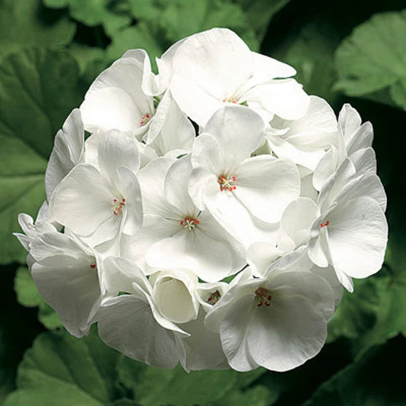 White Geranium Flower Seeds for Planting – Heirloom, Non-GMO, High Germination Organic Garden & Container Seeds