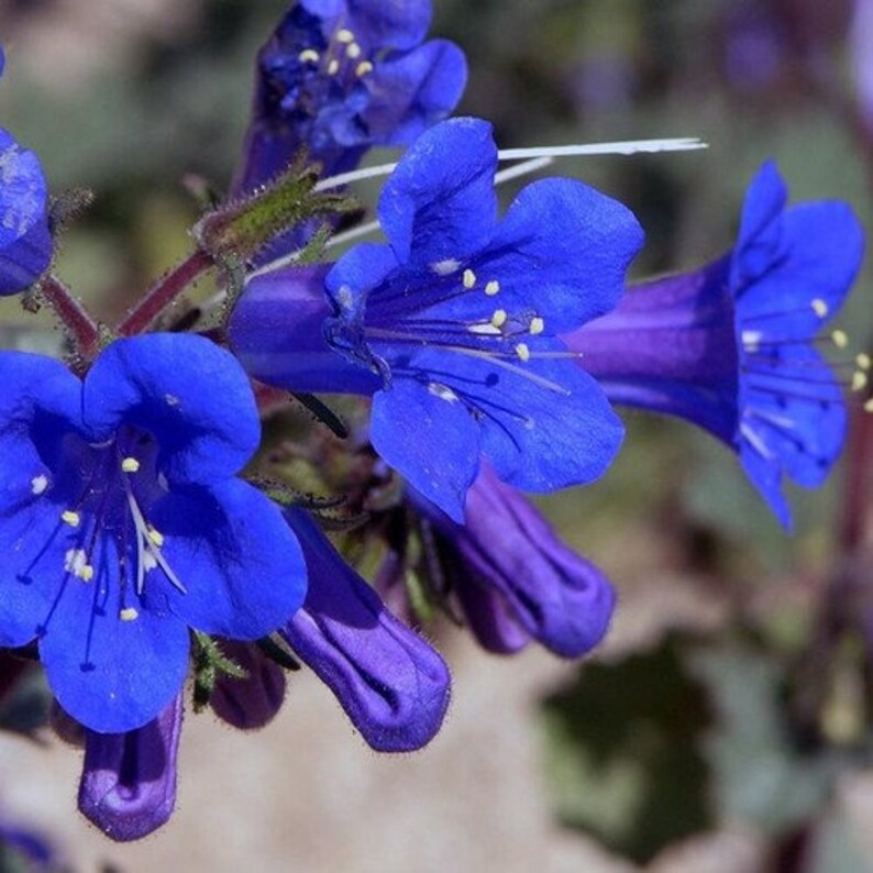 organic flower seeds and bulbs Organic Heirloom Non-GMO Bluebells Flower Seeds for Planting – Spring  Blooming Bulbs