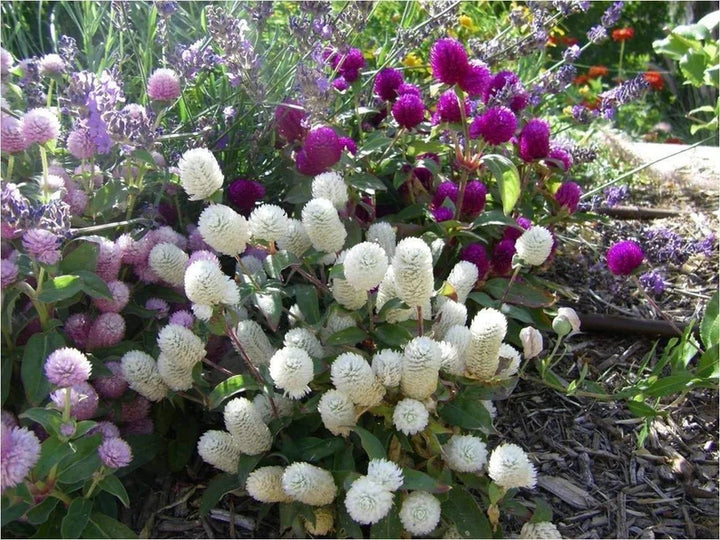 Gomphrena Flower Seeds for Planting – Heirloom & Non-GMO Globe Amaranth, Drought-Tolerant Blooms