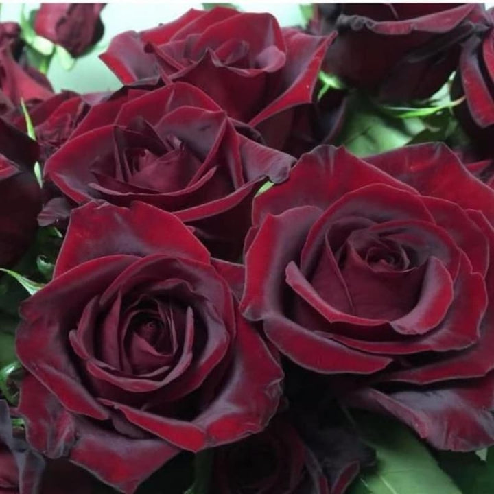 Black Maroon Rose Heirloom Non-GMO Seeds for Garden Planting