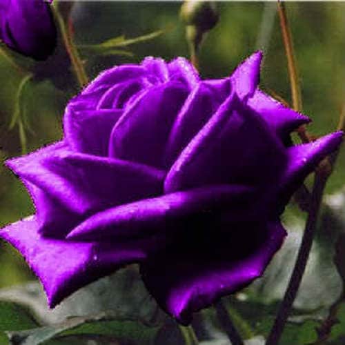 Purple Dragon Rose Plant Seeds for Planting – Heirloom Non-GMO Garden Seeds with High Germination
