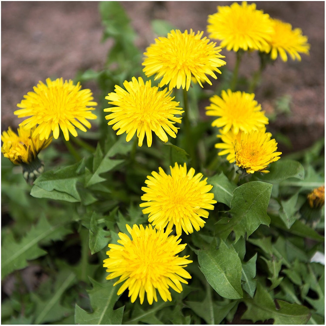 Yellow Dandelion Flower Seeds for Planting – Heirloom, Non-GMO, High Germination, Organic Garden Seeds