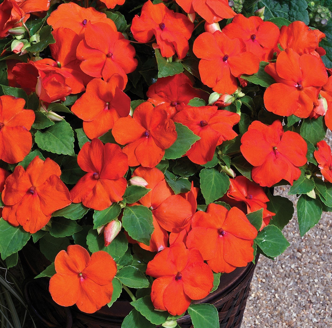 Walleriana Flower Seeds for Planting | Heirloom, Non-GMO, High Germination Organic Garden Seeds for Colorful Blooms