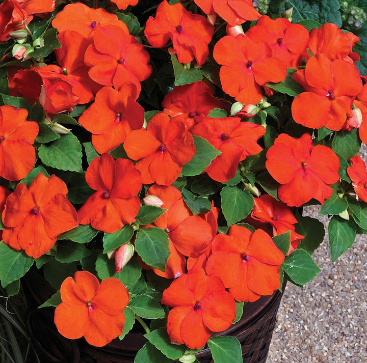 Walleriana Flower Seeds for Planting | Heirloom, Non-GMO, High Germination Organic Garden Seeds for Colorful Blooms