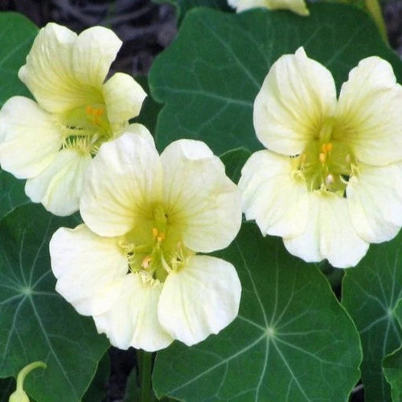 White Tropaeolum Majus Flower Seeds for Planting – Heirloom, Non-GMO, High Germination Organic Garden Seeds
