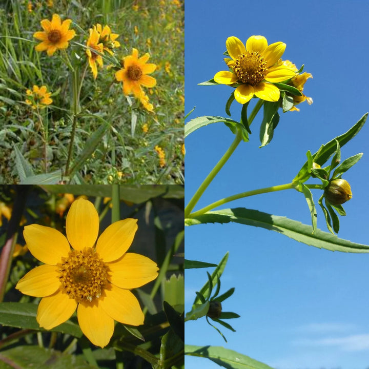 Bidens Cernua Flower Seeds for Planting – 100 pcs | Heirloom Non-GMO Organic Garden Blooms