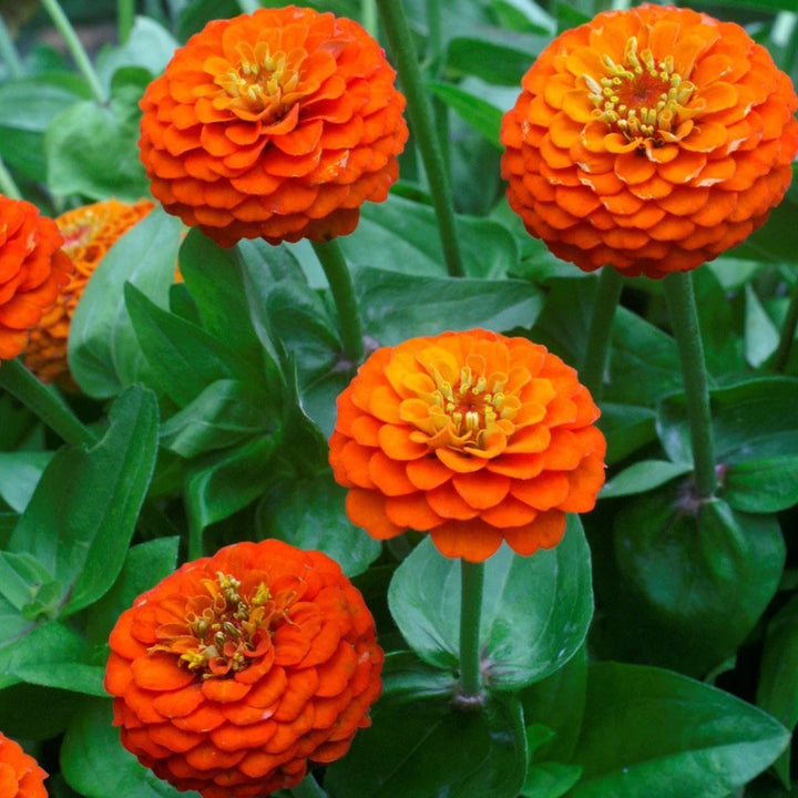 Zinnia Double Zahara Orange Bright Flower Seeds for Planting – Heirloom, Non-GMO, High Germination Garden Blooms