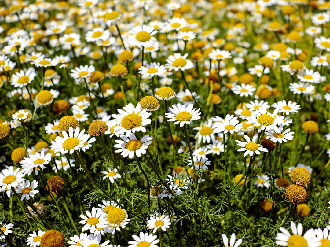 Chamaemelum Flower Seeds for Planting – Beautiful Chamomile Blooms for Garden & Pots