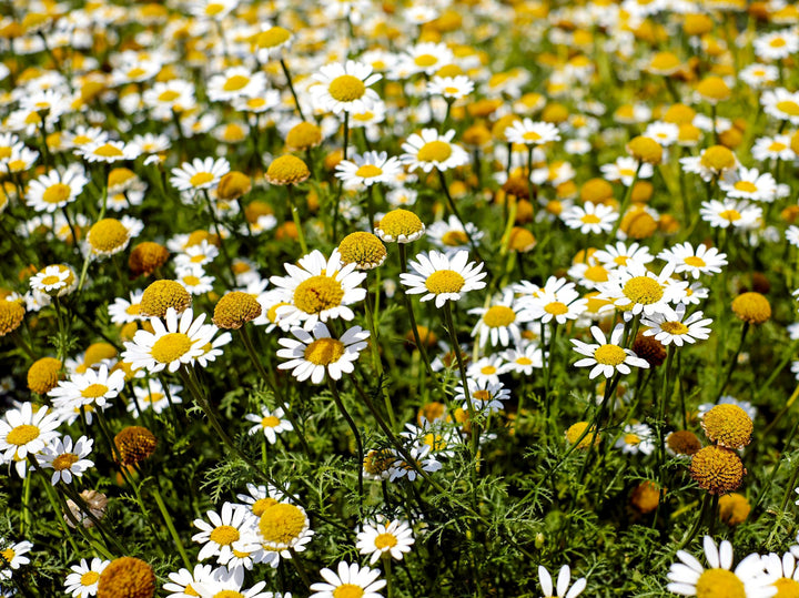 Chamaemelum Flower Seeds for Planting – Beautiful Chamomile Blooms for Garden & Pots