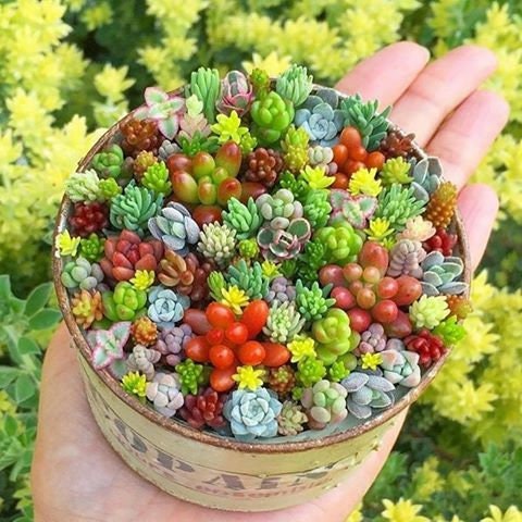 Mixed Schoenlandii Cereiformis Plant Seeds for Planting | Heirloom, Non-GMO, High Germination Organic Garden Seeds