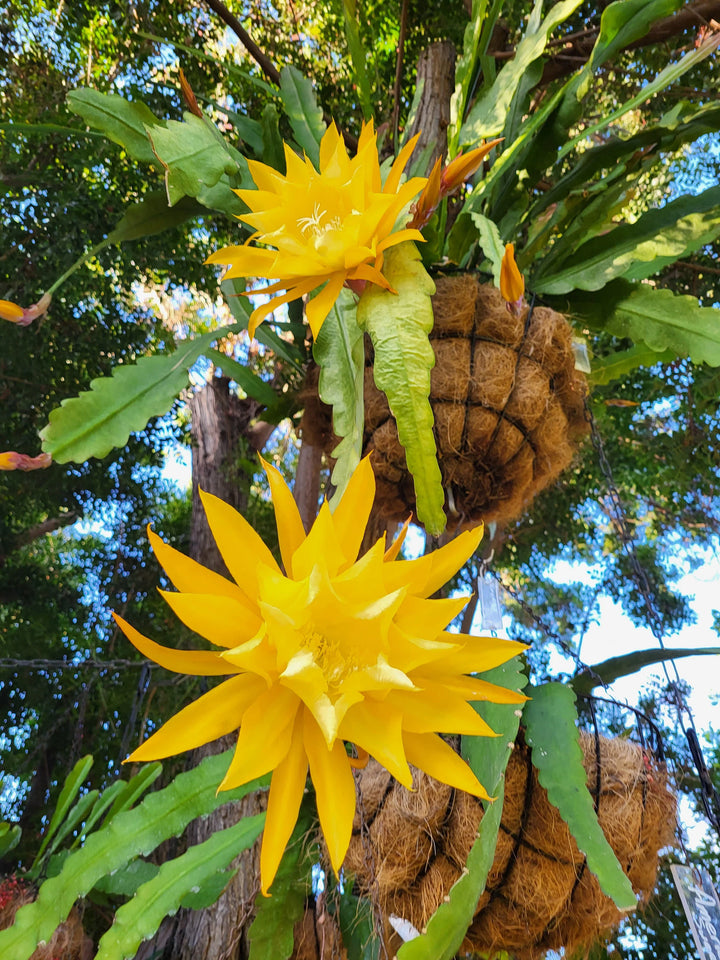 Yellow Epiphyllum Oxypetalum Flower Seeds for Planting – Heirloom, Non-GMO, High Germination Cactus Seeds