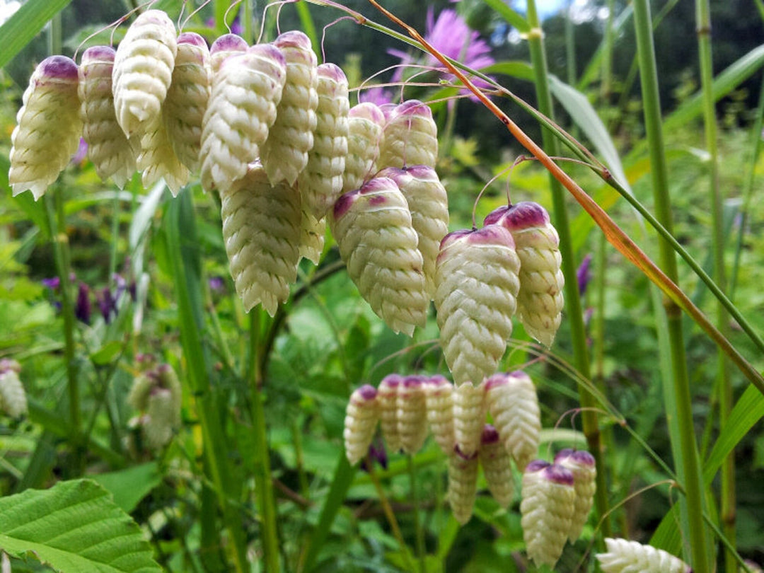 Briza Maxima Quaking Grass Flower Seeds for Planting – Ornamental, Non-GMO, Heirloom Dried Flower Grass Seeds