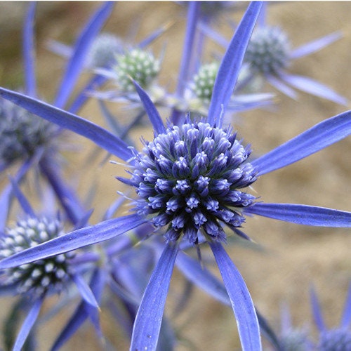 Alpine Blue Sea Holly Flower Seeds for Planting – Heirloom Non-GMO Organic Garden Seeds with High Germination