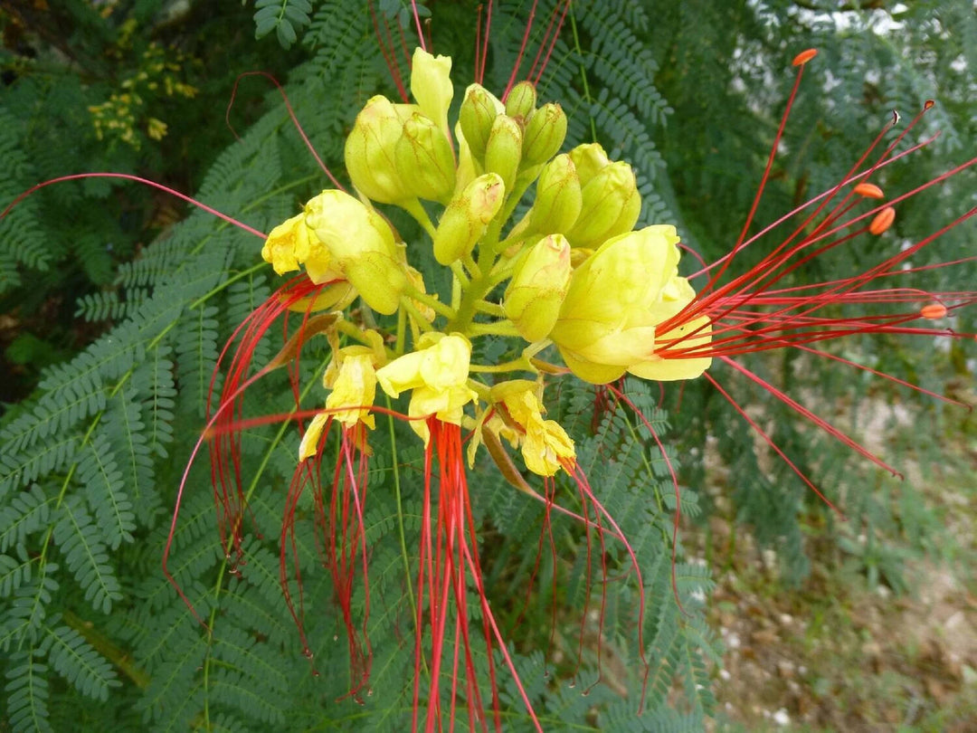 Caesalpinia Gilliesii Flower Seeds for Planting – Heirloom, Non-GMO Seeds for Exotic Blooms