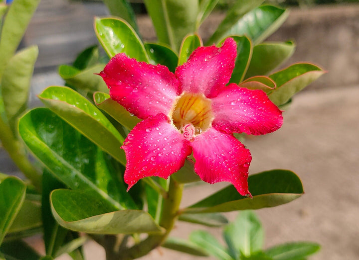 Adenium Obesum Desert Rose Seeds – Heirloom Non-GMO Seeds for Planting | High Germination Organic Garden Seeds