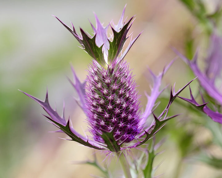 Purple Eryngo Flower Seeds for Planting – Heirloom, Non-GMO, High Germination Organic Garden Seeds