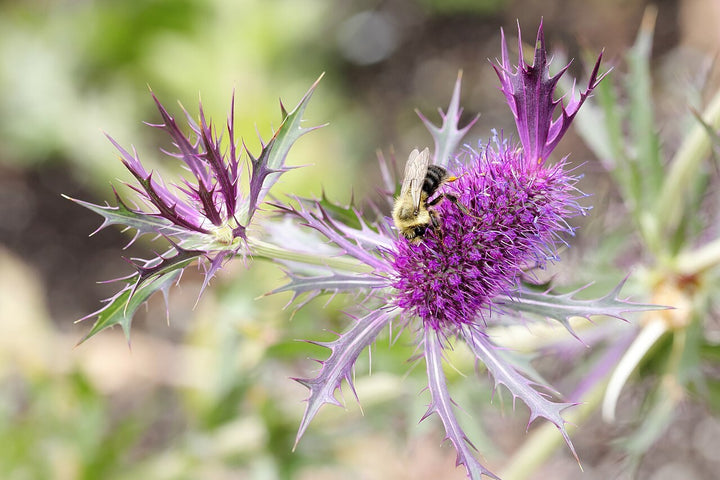 Purple Eryngo Flower Seeds for Planting – Heirloom, Non-GMO, High Germination Organic Garden Seeds
