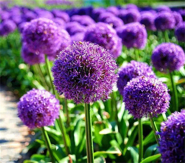 Giant Ornamental Allium Flower Seeds – Heirloom, Non-GMO, High Germination Organic Garden Seeds for Planting