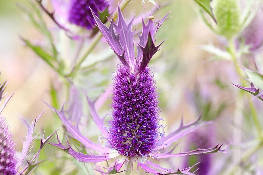 Purple Eryngo Flower Seeds for Planting – Heirloom, Non-GMO, High Germination Organic Garden Seeds