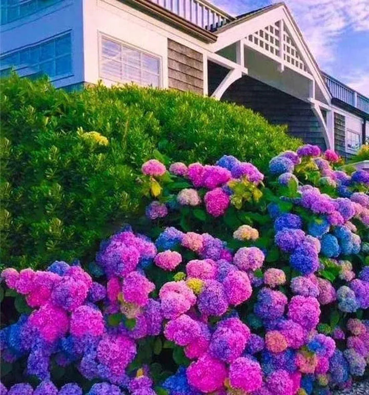Blue, Pink, Purple Hydrangea Flower Seeds – Heirloom Non-GMO High Germination Seeds for Planting Vibrant Garden Blooms
