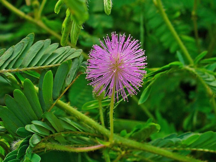 Mimosa Flower Seeds for Planting – Heirloom, Non-GMO, Organic Garden Seeds, High Germination